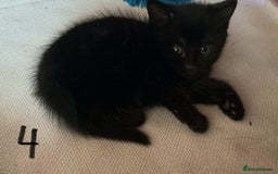 Mixed Breed cats for sale: Kittens black and white  - Image 6