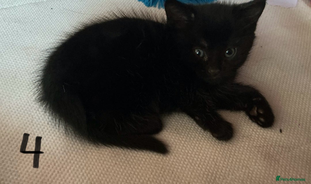 Mixed Breed cats for sale: Kittens black and white  - Image 6