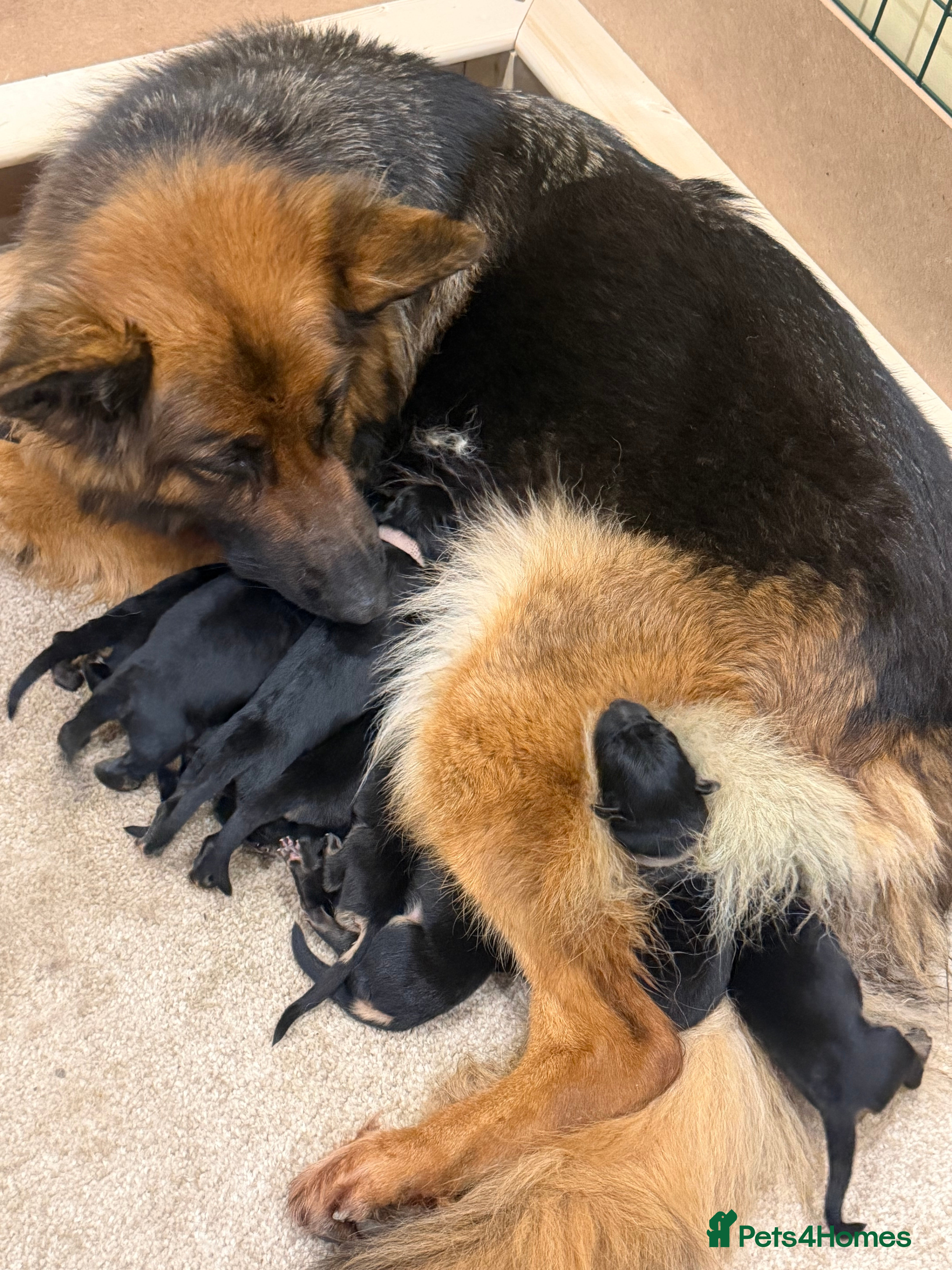 German Shepherd dogs Long haired German shepherd puppies  - Advert 1