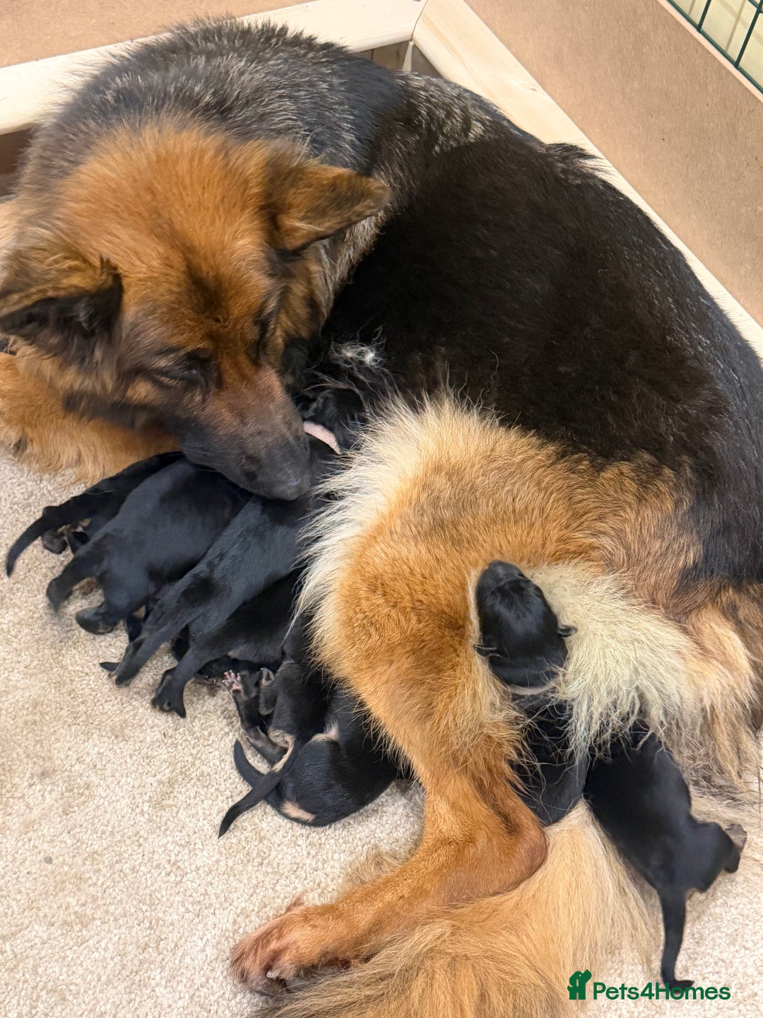 German Shepherd dogs for sale: Long haired German shepherd puppies  - Advert 1