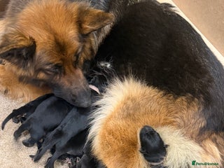 German Shepherd dogs Long haired German shepherd puppies - Advert 1