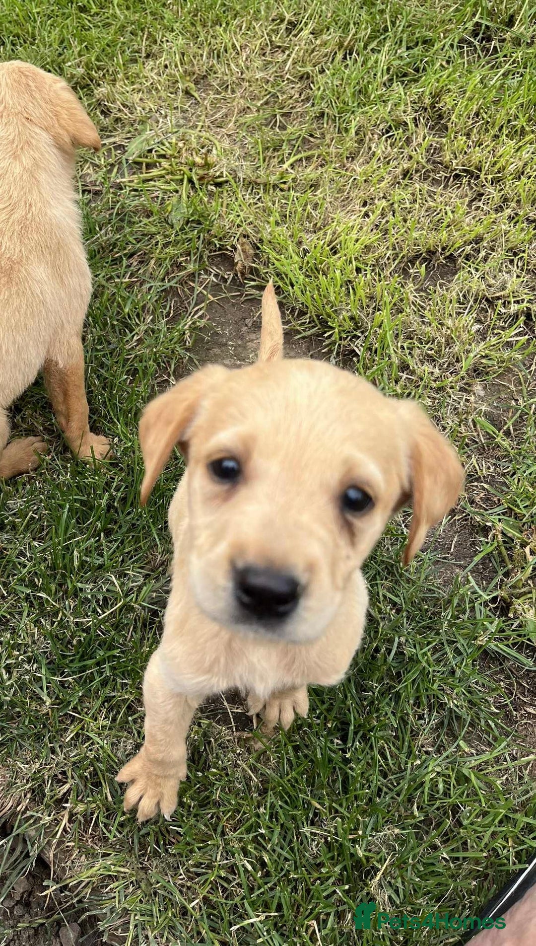 Labrador Retriever dogs for sale: Working Labrador retrievers - Advert 6