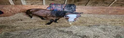 Irish Thoroughbred horses for sale: Welsh pony colt 1.5yrs old   - Advert 3