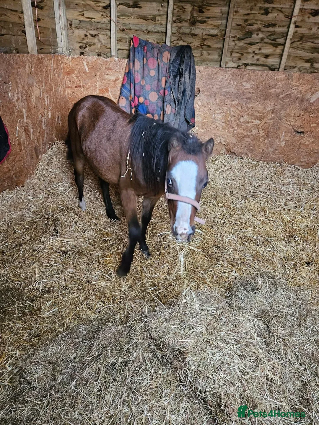 Irish Thoroughbred horses for sale: Welsh pony colt 1.5yrs old   - Advert 3