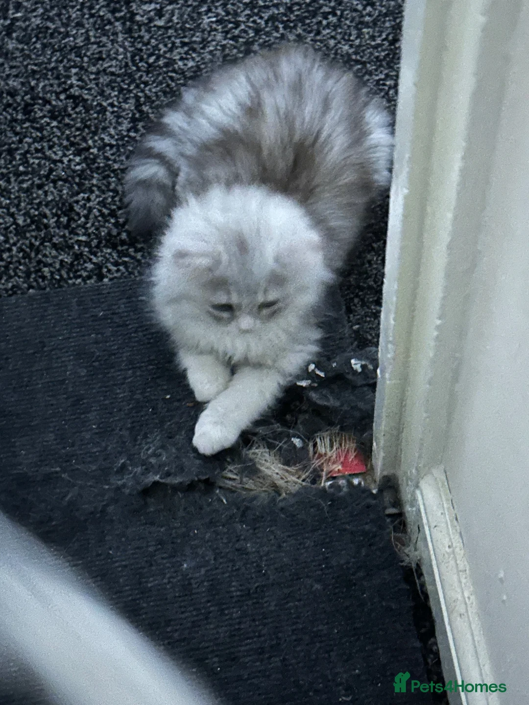 Persian cats for sale: Pure Persian  - Advert 2