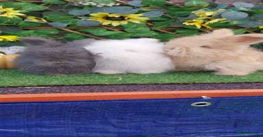 Angora rabbits - Advert 13
