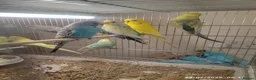 Budgerigars birds for sale: Budgies  in London - Advert 9