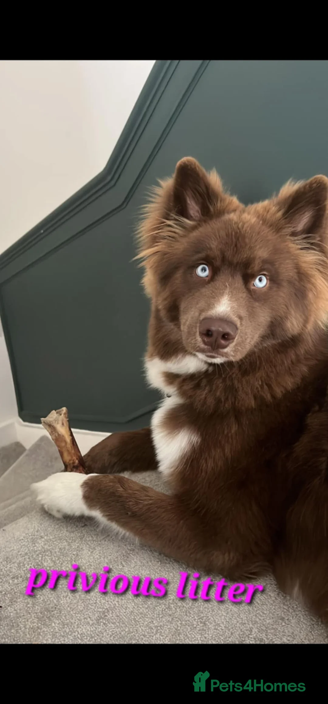 Siberian Husky dogs for sale: Wooly Siberian huskies - fully vaccinated  - Advert 19