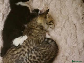 Mixed Breed cats Beautiful kittens, I have both parents - Advert 7