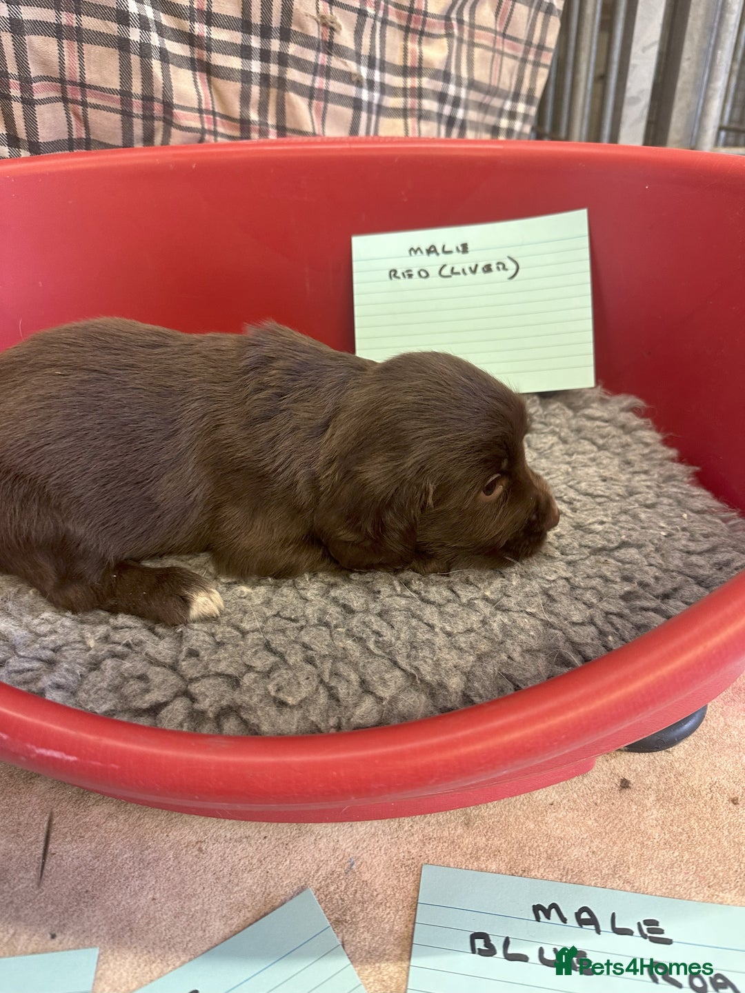 Cocker Spaniel dogs for sale: Two cocker spaniel litters - Image 5