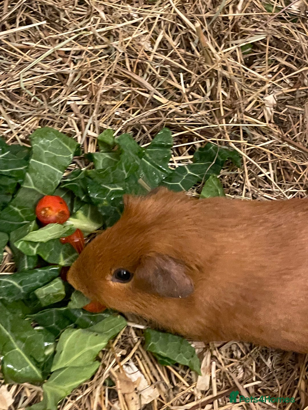 Guinea Pig rodents for sale: Baby Guinea Pigs - all male  - Advert 12