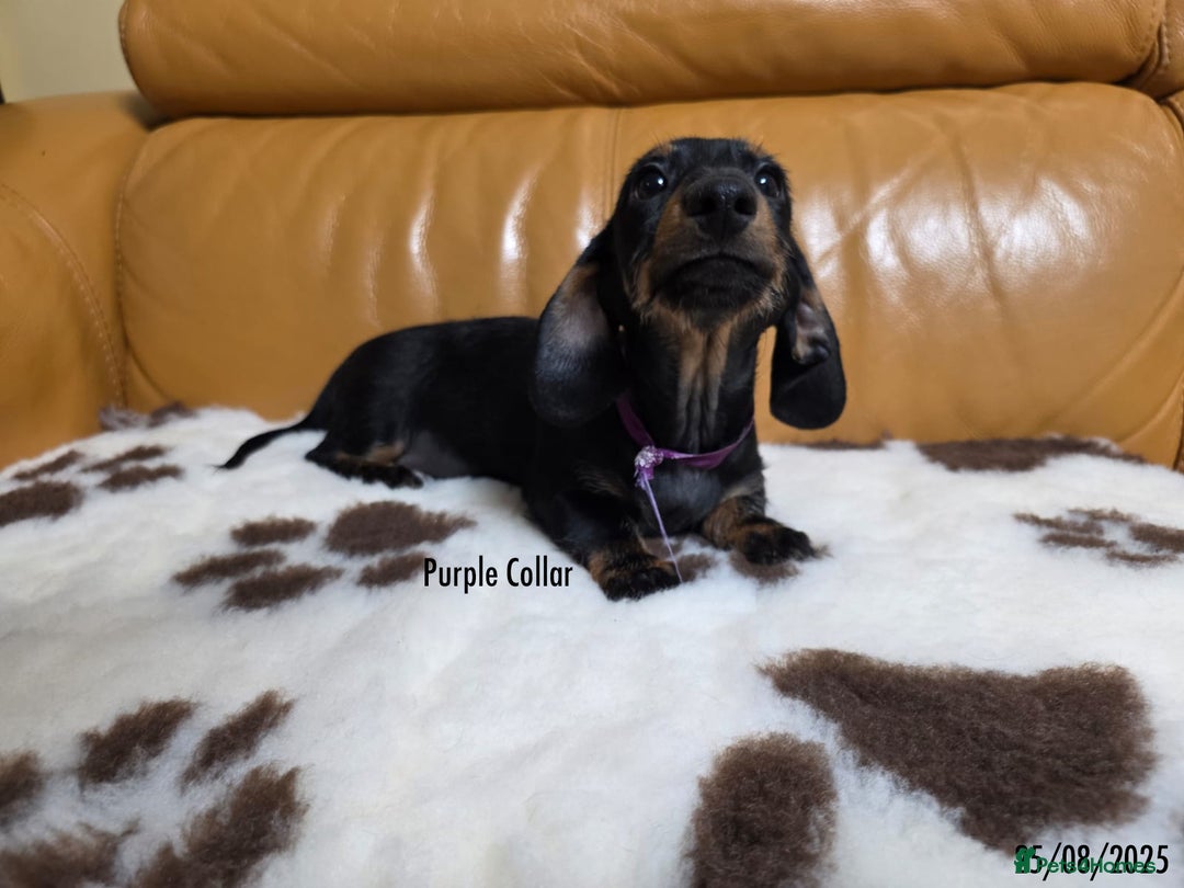 Miniature Dachshund dogs for sale: Miniature Dachshund for sale - FULLY VACCINATED - Image 12