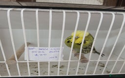 Budgerigars birds for sale: Budgies - Image 5