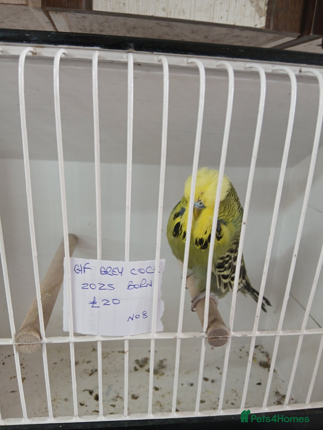 Budgerigars birds for sale: Budgies - Image 5