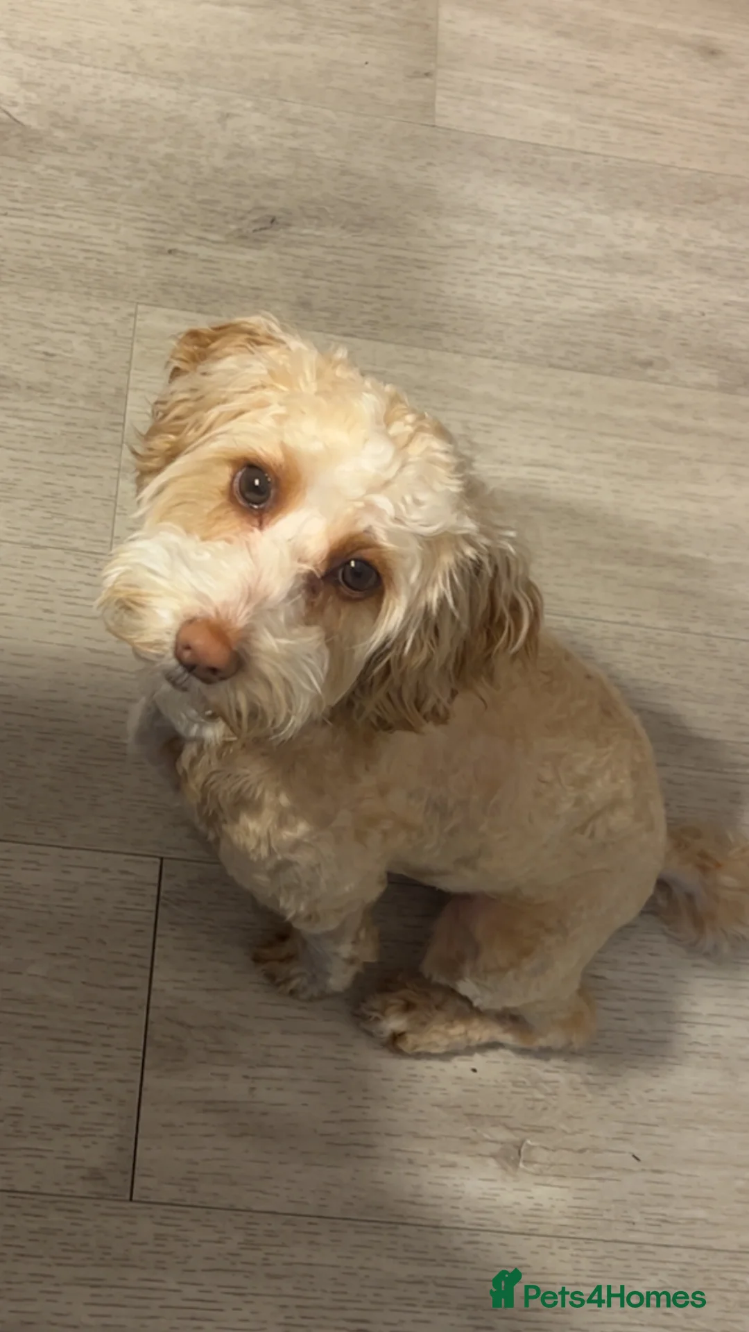 Cavapoo dogs for sale: Adorable red F1B Cavapoo Boy - Advert 3