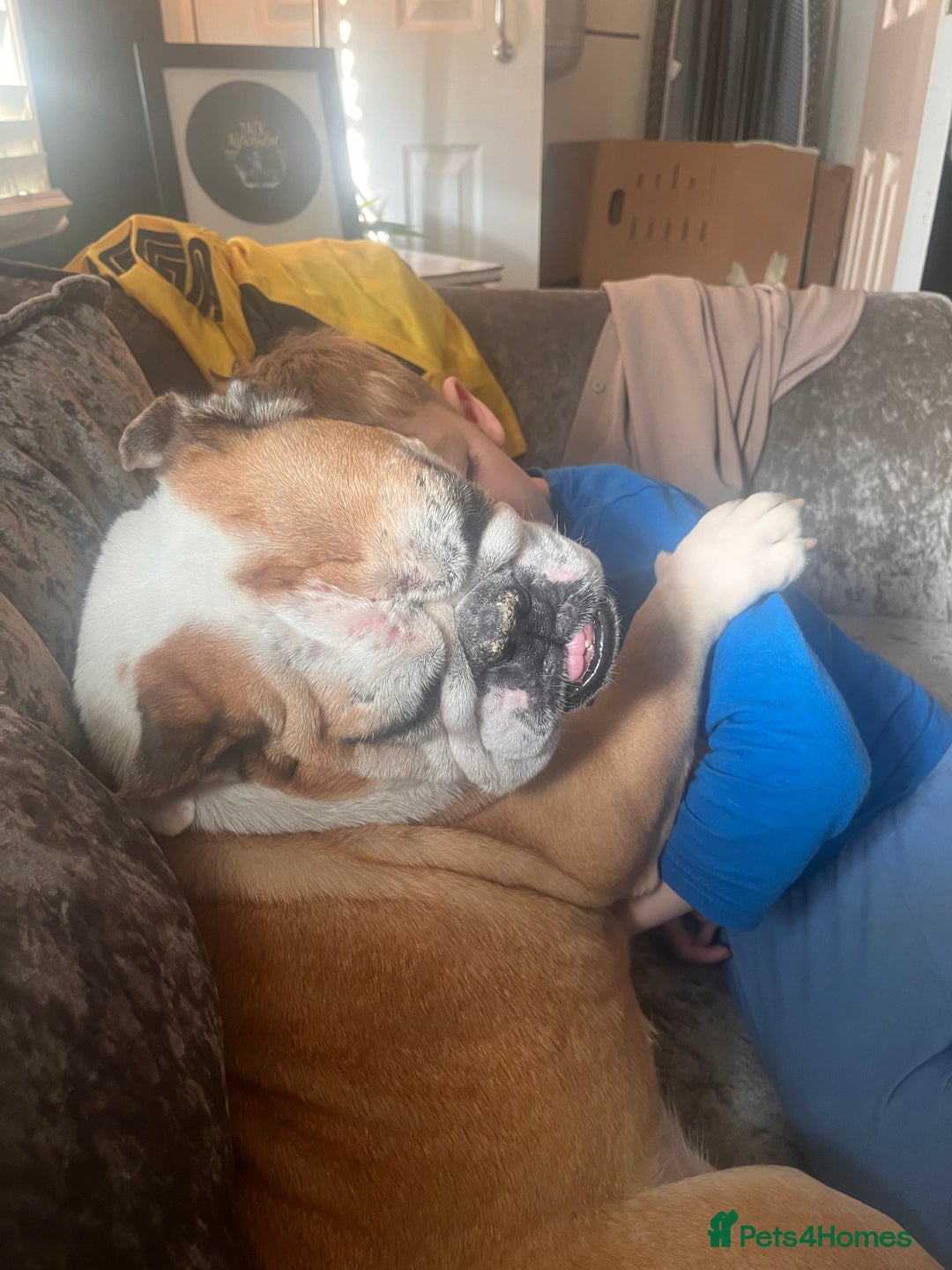 English Bulldog dogs for sale: Most loveable English Bulldog (I don’t want cash) - Image 7