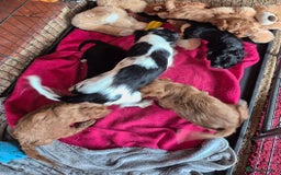 Cavapoo dogs for sale: Beautiful Cavapoo Puppies  - Image 6