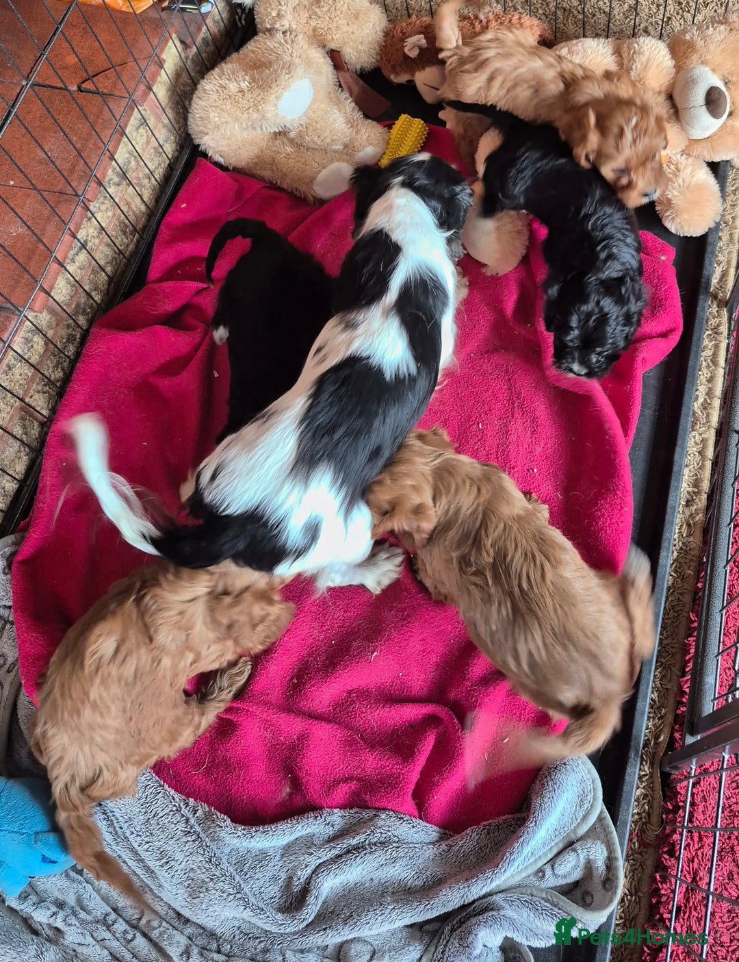 Cavapoo dogs for sale: Beautiful Cavapoo Puppies  - Image 6