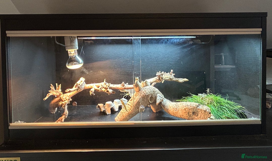 Bearded Dragon reptiles for sale: Reptile accessories and vivarium available - Advert 1