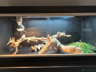 Bearded Dragon reptiles - Advert 12