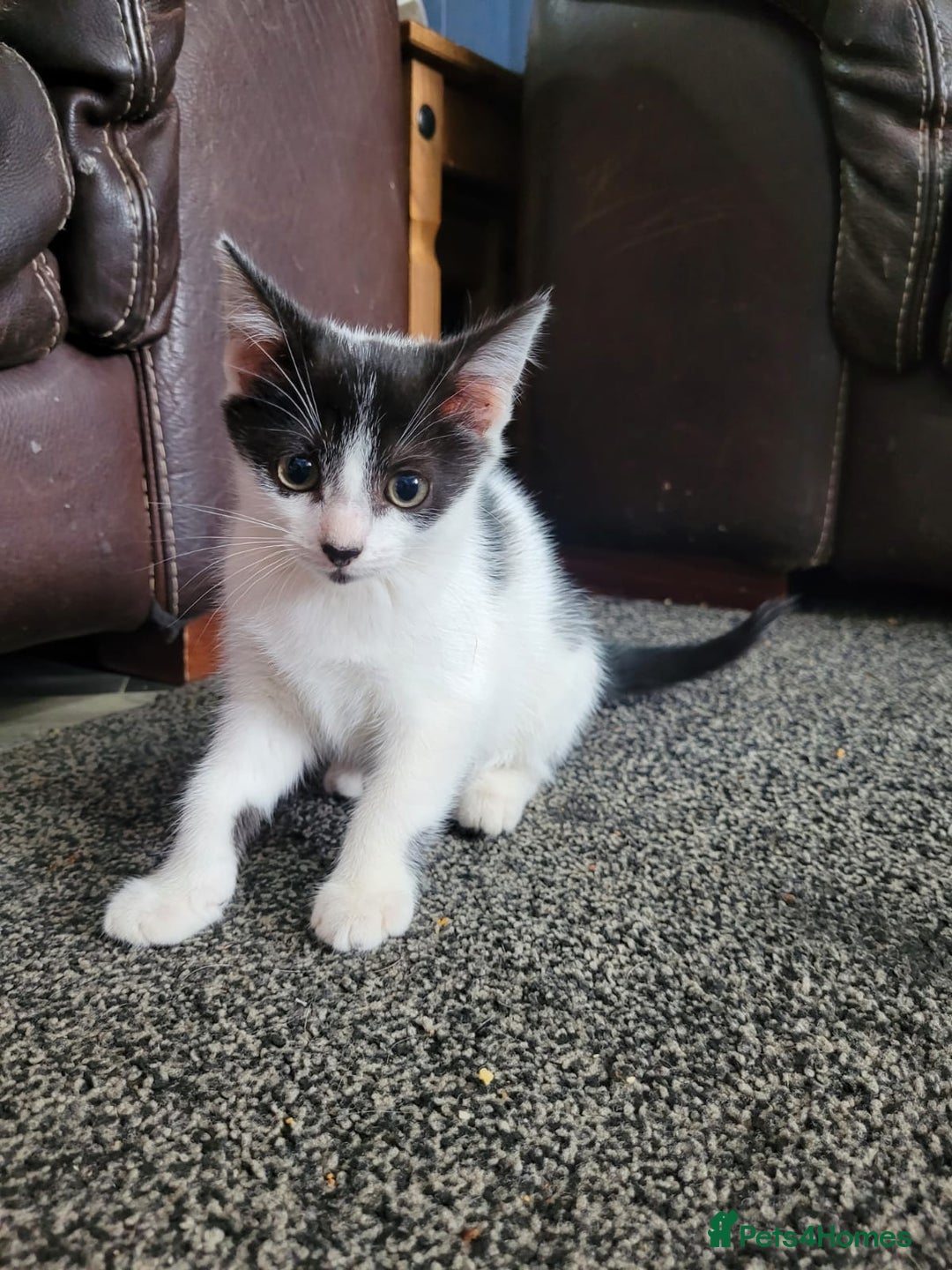British Shorthair cats for sale: Here I have 4 beautiful kittens  - Image 2
