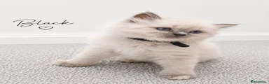 Ragdoll Kitten 2
