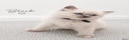 Ragdoll cats for sale: Beautiful ragdoll kittens ready to reserve.    - Advert 15
