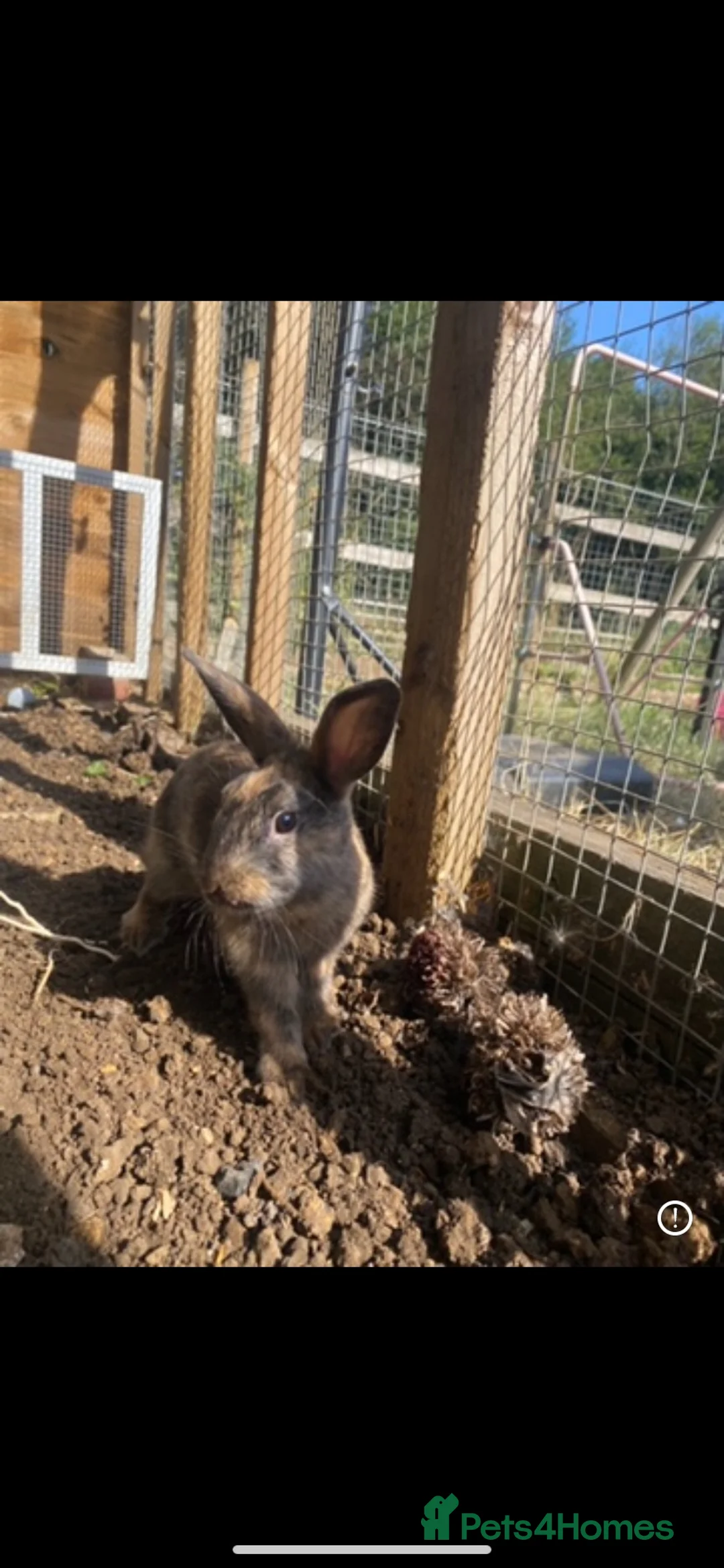 Mixed Breed rabbits for sale: 1 girl and 3 boys left  - Advert 1