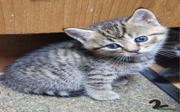 British Shorthair cats for sale: Adorable Fluffy 5x Shorthair Kittens *urgent sale - Image 6