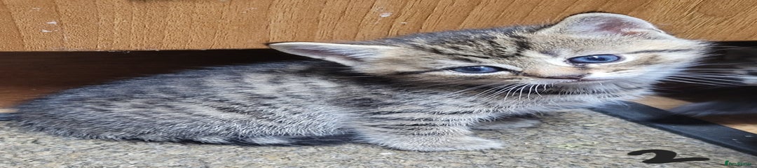 British Shorthair Kitten 2