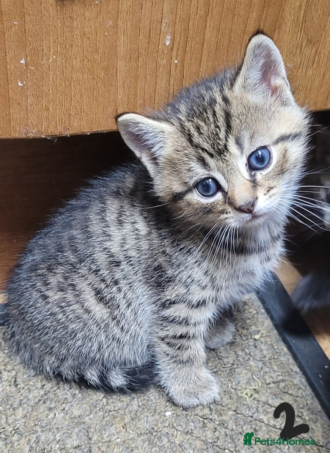 British Shorthair cats for sale: Adorable Fluffy 5x Shorthair Kittens *urgent sale - Image 6