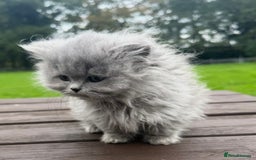 British Longhair cats for sale: Beautiful British long hair ready for new home - Advert 3