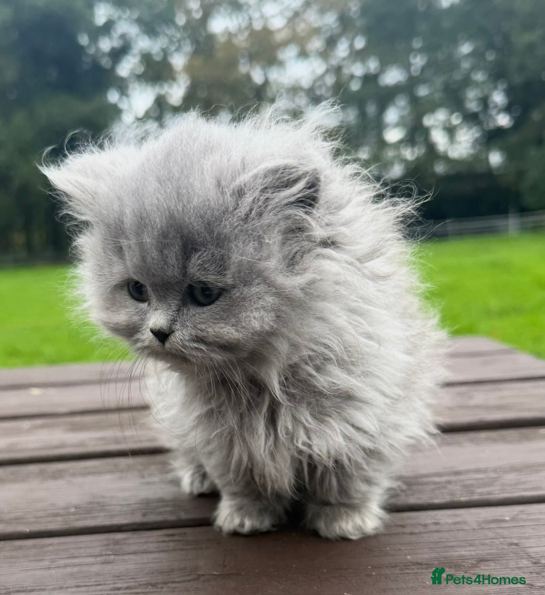 British Longhair cats for sale: Beautiful British long hair ready for new home - Advert 3