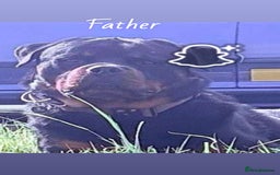Rottweiler dogs for sale: **Ready To Leave** Chunky Rottweiler puppy  - Image 7