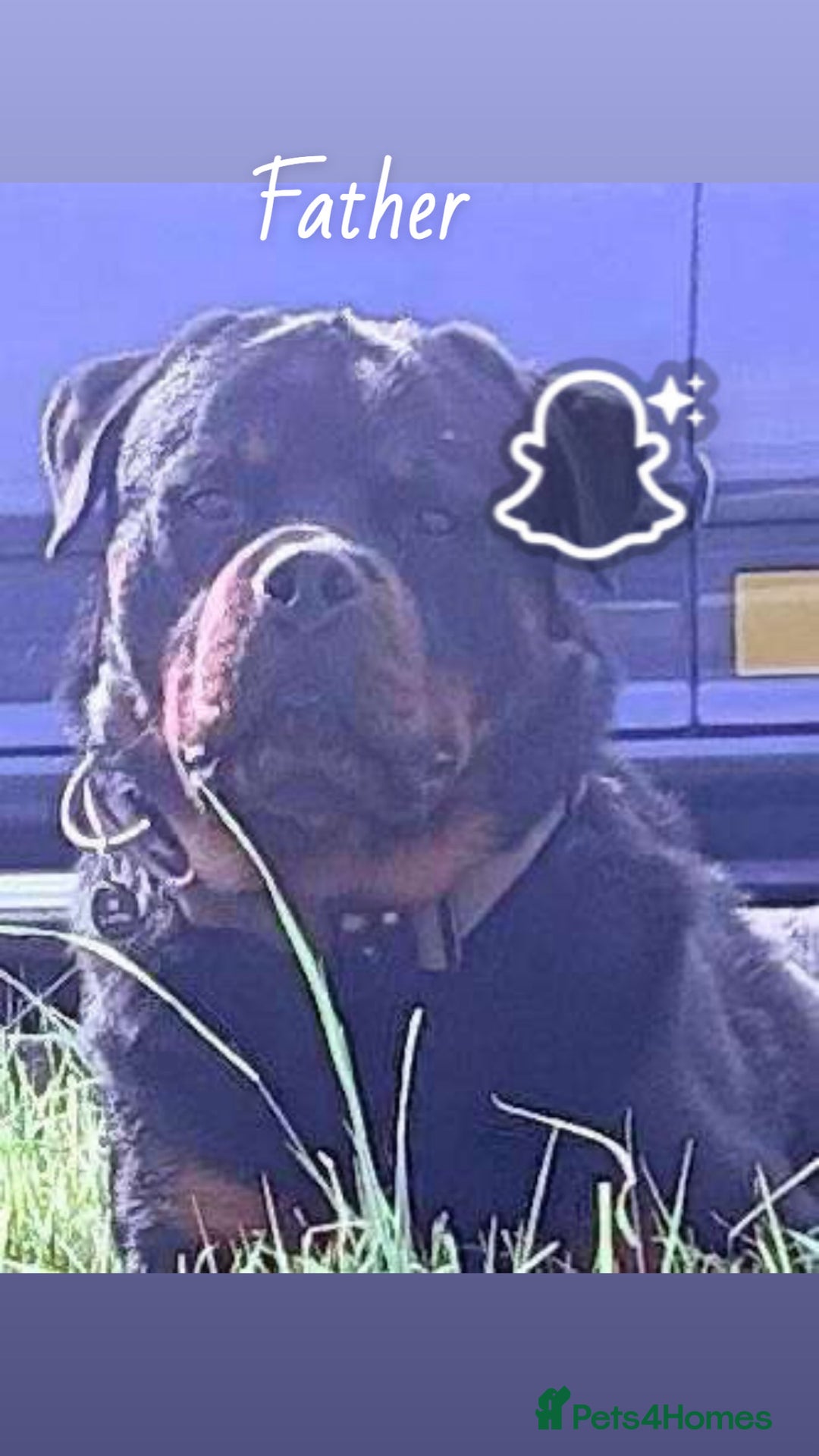 Rottweiler dogs for sale: **Ready To Leave** Chunky Rottweiler puppy  - Image 7