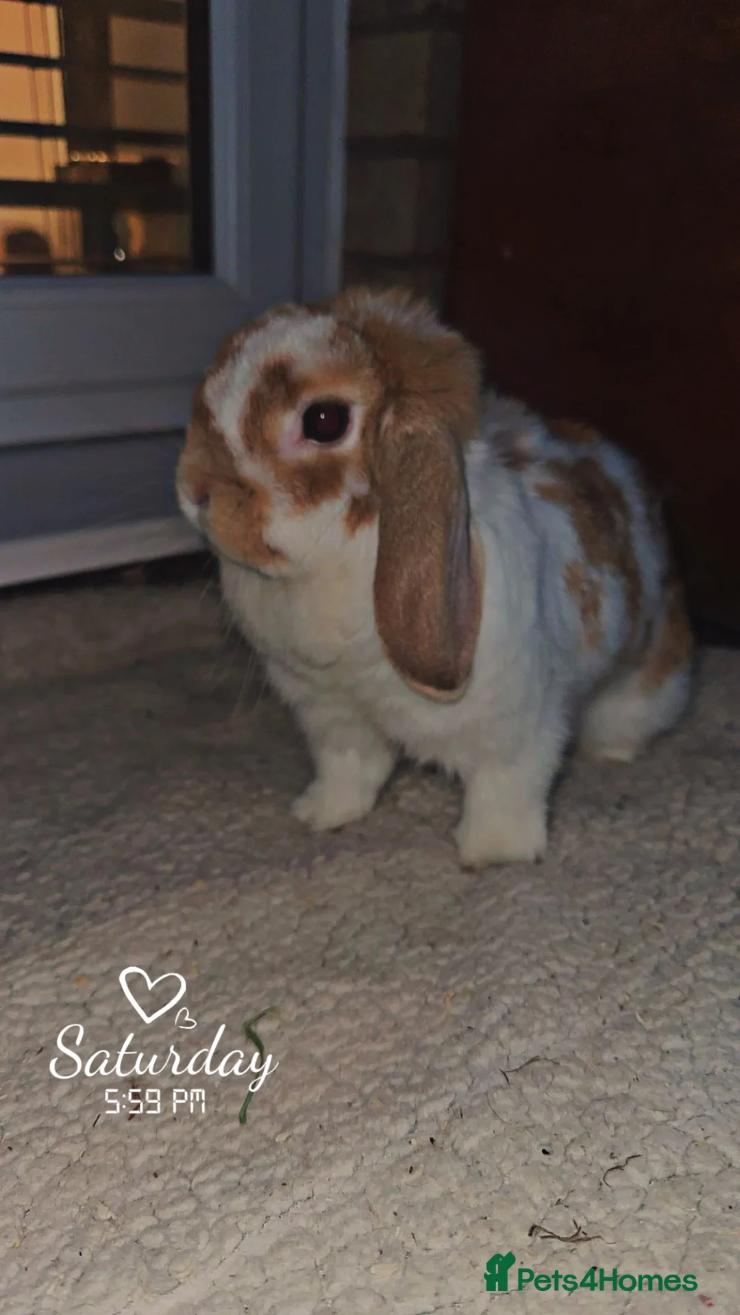 Mini Lop rabbits for sale: Mini lop doe!!!  - Advert 2