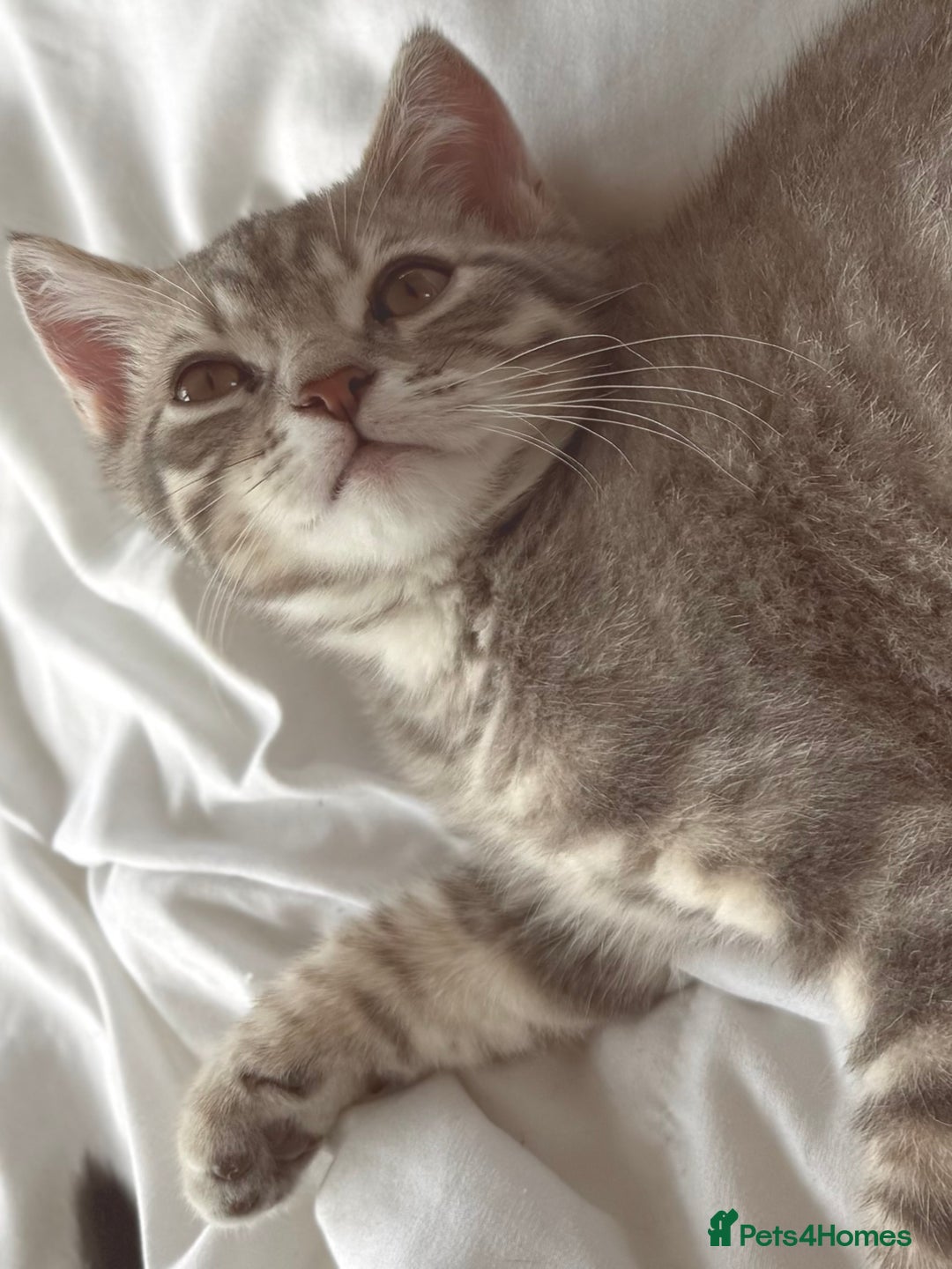 British Shorthair cats for sale: Full BSH kittens 13 weeks GCCF Parents. One gone!  - Image 13