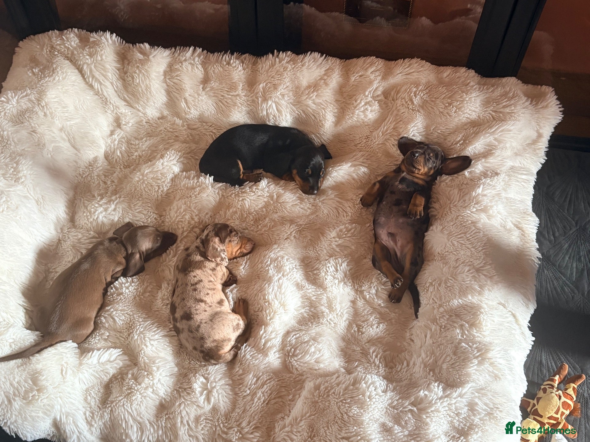 Dachshund dogs Beautiful Dachshund Puppies Ready for Loving Homes - Advert 1