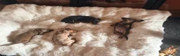 Dachshund dogs for sale: Beautiful Dachshund Puppies Ready for Loving Homes - Advert 2