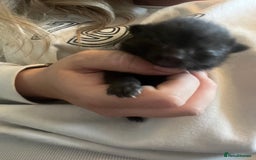 Domestic Shorthair cats for sale: 4 gorgeous kittens  - Image 15