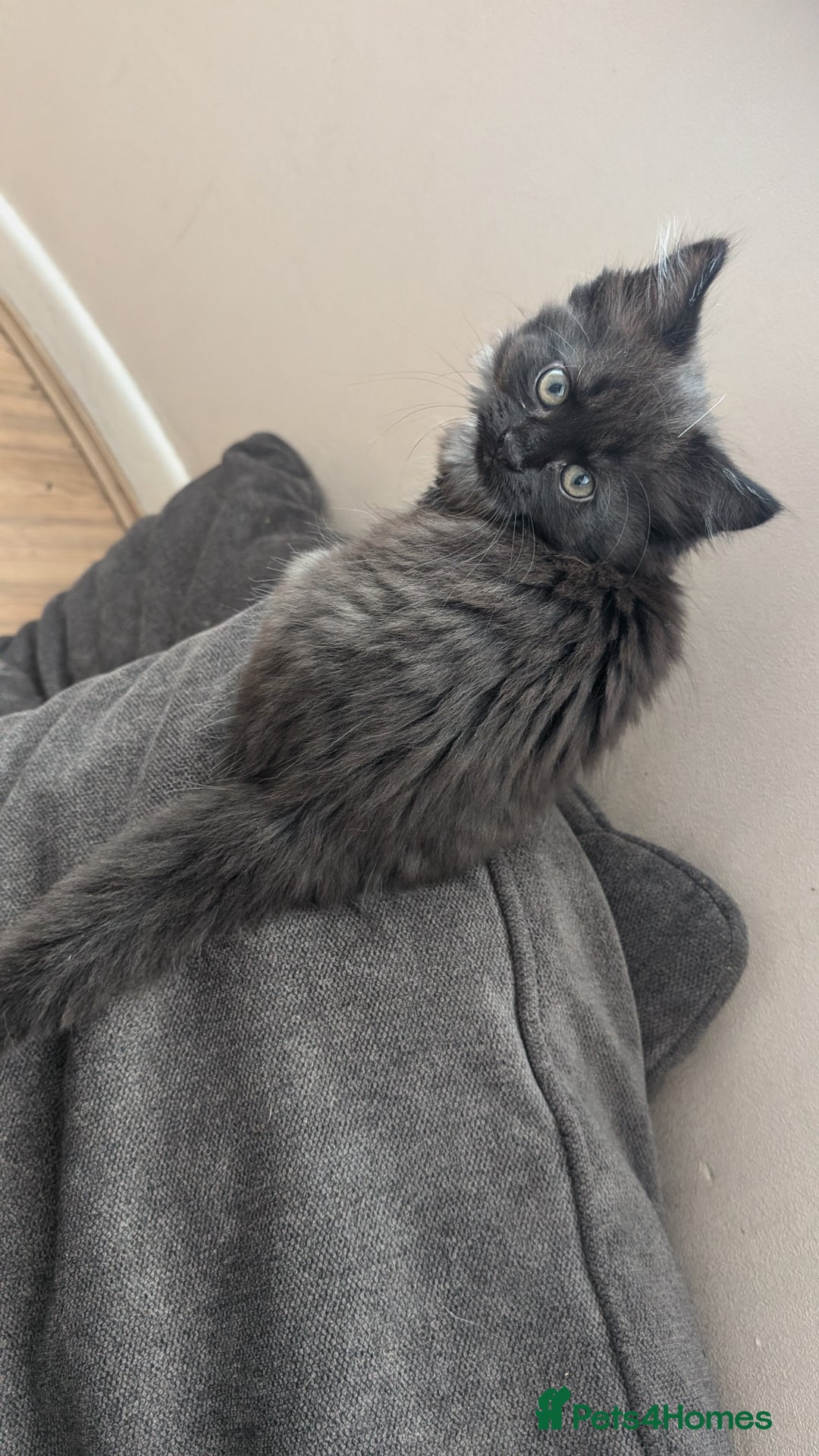 Maine Coon cats for sale: Maine Coon kittens available to loving homes 💖 - Image 14