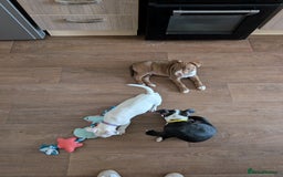 Mixed Breed dogs for sale: American bulldog x staffie, Ready to leave!! - Image 2