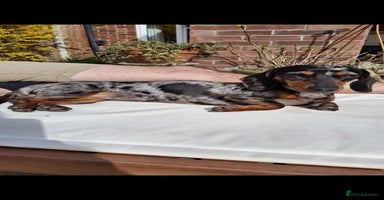 Miniature Dachshund dogs - Advert 1