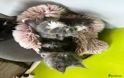 Maine Coon cats for sale: 5 Generation pedigree BLACK SMOKE kittens  - Image 31