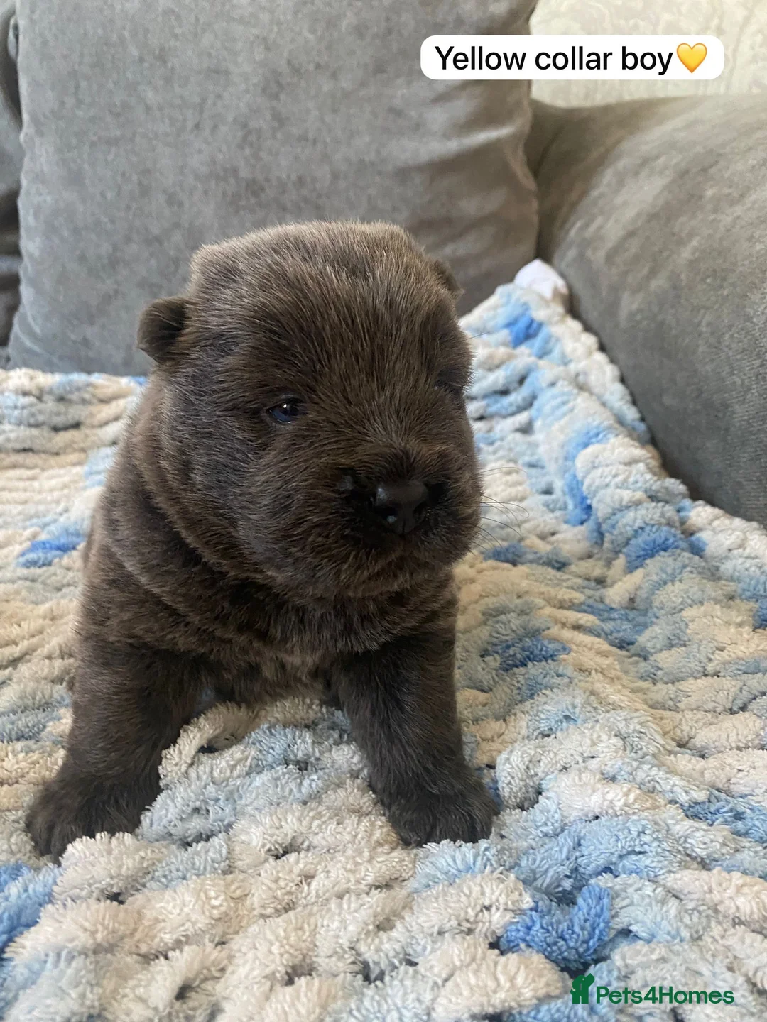 Chow Chow dogs for sale: OUTSTANDING chow chow litter  - Advert 2