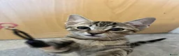 Domestic Shorthair cats for sale: Adorable Tabby Kittens Seeking Their Forever Homes - Advert 18