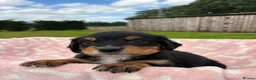 Springador dogs for sale: Beautiful springador puppies  - Advert 12
