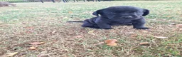 Labrador Retriever dogs for sale: Stunnning KC registered puppies. Ready to leave. - Advert 22