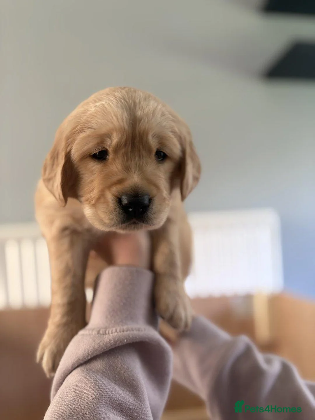 Golden Retriever dogs for sale: Fantastic Golden Retriever Puppies Available  in Nottingham - Advert 7