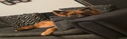 German Shepherd dogs for sale: German Shepherd Pup  - Advert 2